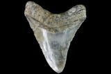 Fossil Megalodon Tooth - North Carolina #91338-2
